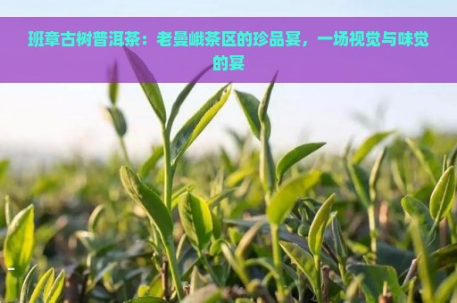 班章古树普洱茶：老曼峨茶区的珍品宴，一场视觉与味觉的宴