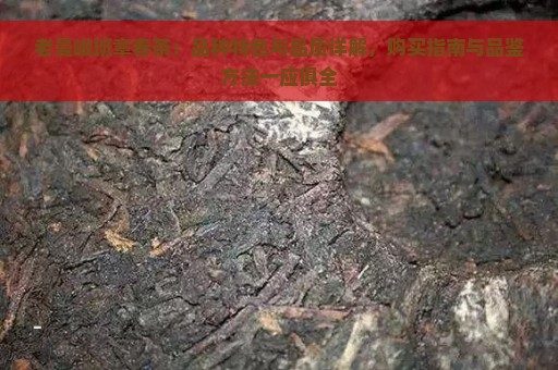 老曼峨班章春茶：品种特色与品质详解，购买指南与品鉴方法一应俱全