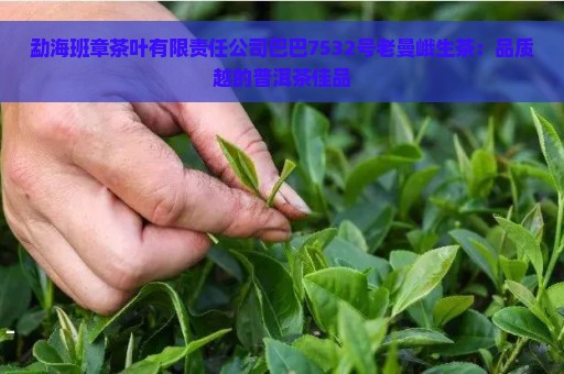 勐海班章茶叶有限责任公司巴巴7532号老曼峨生茶：品质越的普洱茶佳品