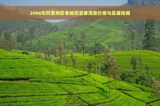 2006年阿里地区老树班章普洱茶价格与品鉴指南