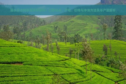 落水洞古树茶是顶级茶吗？口感特点、产地、价格与冲泡方法及年产量解析