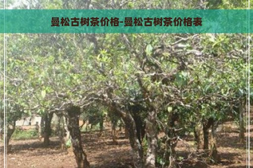 曼松古树茶价格-曼松古树茶价格表