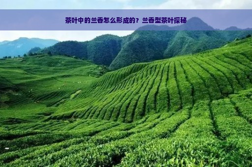 茶叶中的兰香怎么形成的？兰香型茶叶探秘