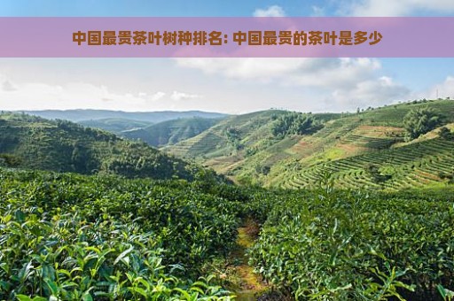 中国最贵茶叶树种排名: 中国最贵的茶叶是多少