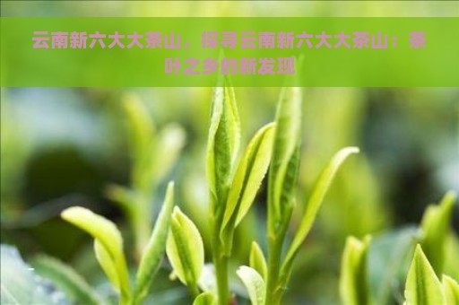 云南新六大大茶山，探寻云南新六大大茶山：茶叶之乡的新发现