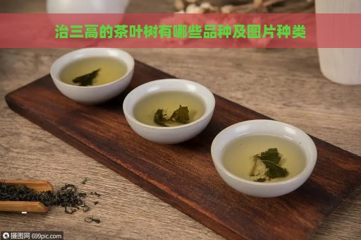 治三高的茶叶树有哪些品种及图片种类