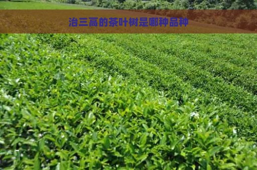 治三高的茶叶树是哪种品种