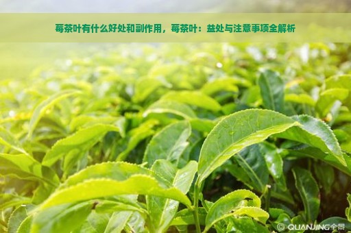 莓茶叶有什么好处和副作用，莓茶叶：益处与注意事项全解析