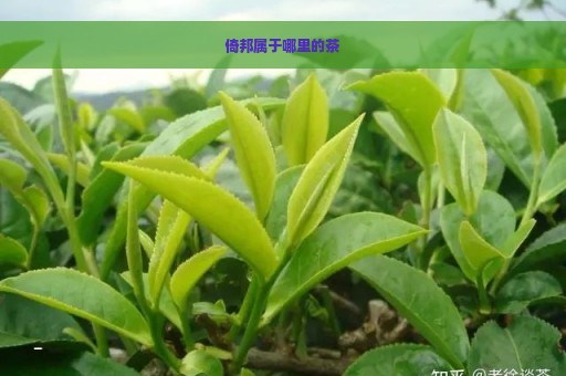 倚邦属于哪里的茶