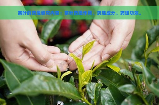 茶叶的药理研究内容：茶叶药理作用、药理成分、药理功效。