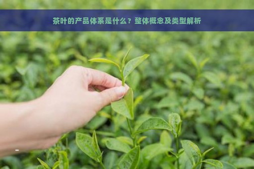 茶叶的产品体系是什么？整体概念及类型解析