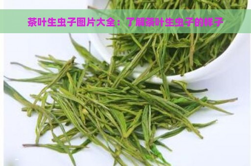 茶叶生虫子图片大全：了解茶叶生虫子的样子