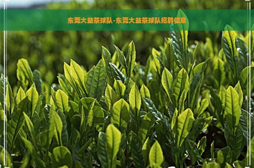 东莞大益茶球队-东莞大益茶球队招聘信息