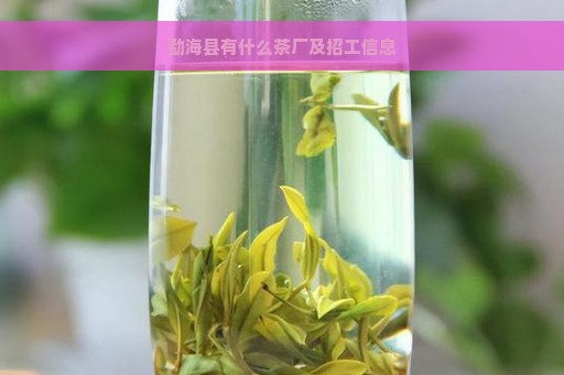 勐海县有什么茶厂及招工信息