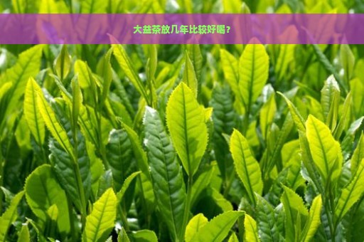 大益茶放几年比较好喝？