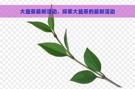 大益茶最新活动，探索大益茶的最新活动