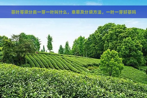 茶叶等级分类一芽一叶叫什么，意思及分级方法，一叶一芽好茶吗