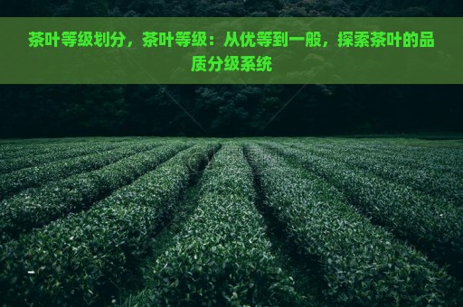 茶叶等级划分，茶叶等级：从优等到一般，探索茶叶的品质分级系统