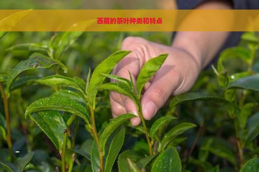 西藏的茶叶种类和特点