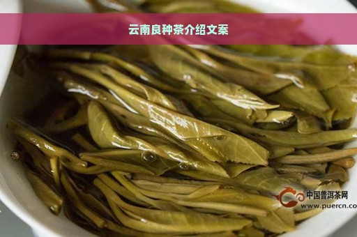 云南良种茶介绍文案