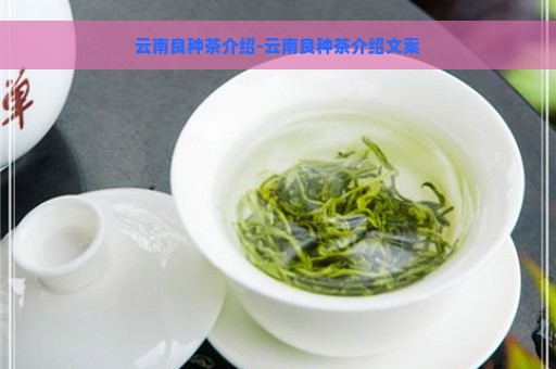 云南良种茶介绍-云南良种茶介绍文案