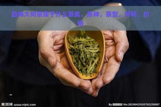 勐海大树茶属于什么茶类，茶种，茶型，好吗，价格