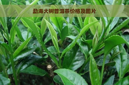 勐海大树普洱茶价格及图片