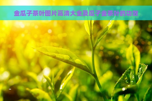 金瓜子茶叶图片高清大全及瓜子金茶叶的功效