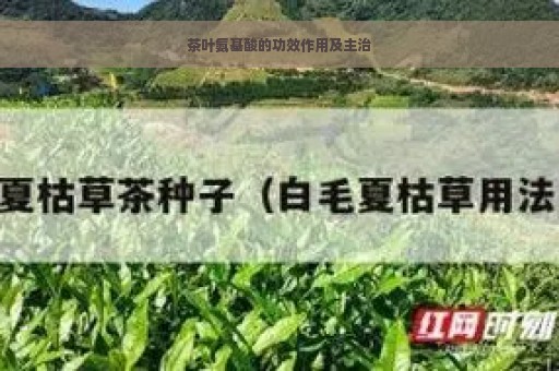 茶叶氨基酸的功效作用及主治