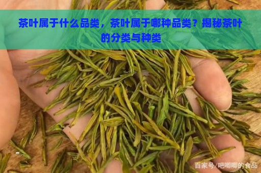 茶叶属于什么品类，茶叶属于哪种品类？揭秘茶叶的分类与种类