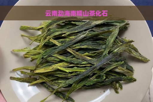 云南勐海南糯山茶化石