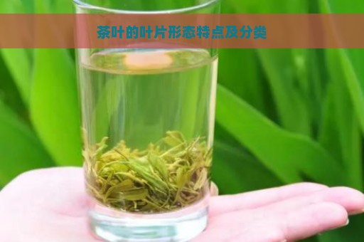 茶叶的叶片形态特点及分类