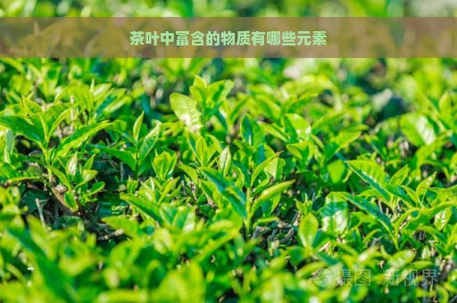 茶叶中富含的物质有哪些元素