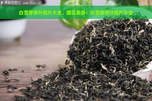 白雪芽茶叶图片大全，细品茶香：白雪芽茶叶图片大全