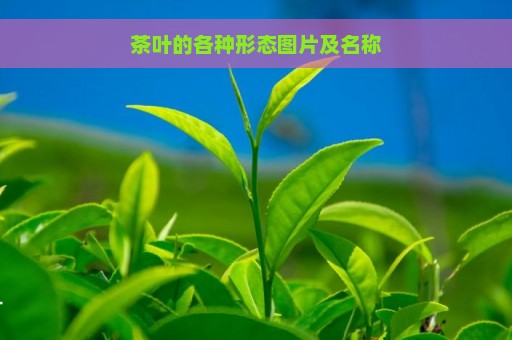 茶叶的各种形态图片及名称