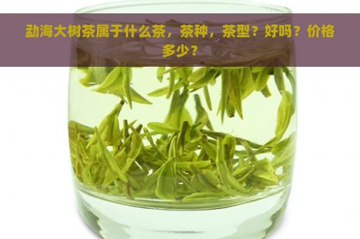 勐海大树茶属于什么茶，茶种，茶型？好吗？价格多少？