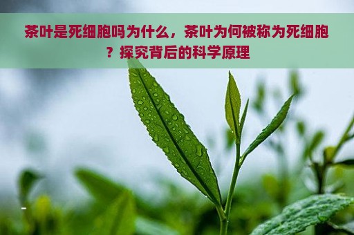 茶叶是死细胞吗为什么，茶叶为何被称为死细胞？探究背后的科学原理