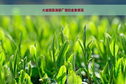 大益茶勐海茶厂昔归全集普洱