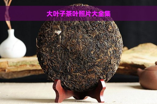 大叶子茶叶照片大全集