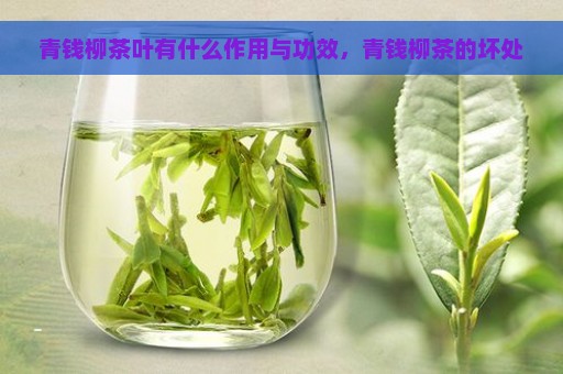 青钱柳茶叶有什么作用与功效，青钱柳茶的坏处