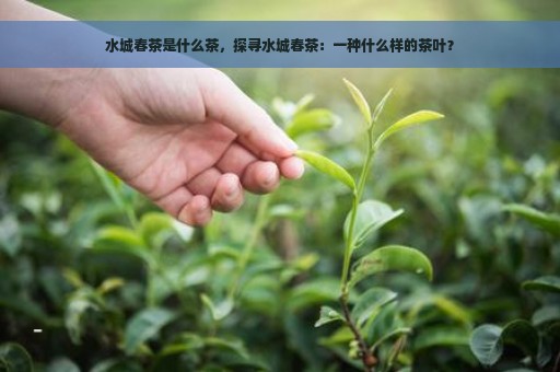 水城春茶是什么茶，探寻水城春茶：一种什么样的茶叶？