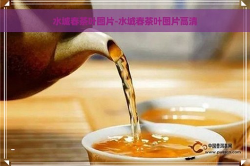 水城春茶叶图片-水城春茶叶图片高清