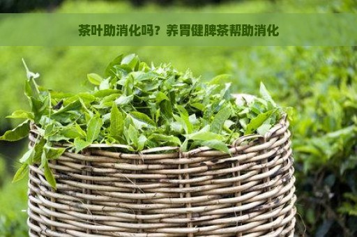 茶叶助消化吗？养胃健脾茶帮助消化