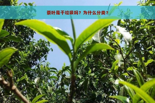 茶叶是干垃圾吗？为什么分类？