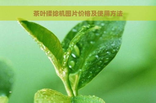 茶叶揉捻机图片价格及使用方法