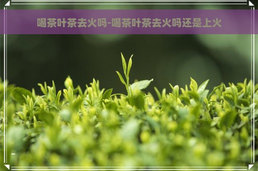 喝茶叶茶去火吗-喝茶叶茶去火吗还是上火