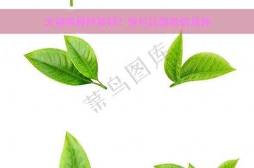 大益茶那种茶好？性价比最高的品种