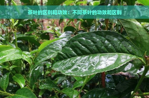 茶叶的区别和功效：不同茶叶的功效和区别