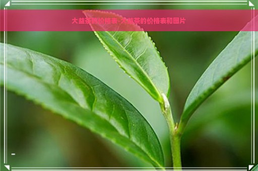 大益茶的价格表-大益茶的价格表和图片