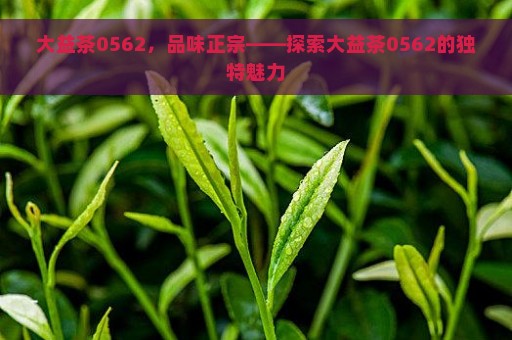 大益茶0562，品味正宗——探索大益茶0562的独特魅力